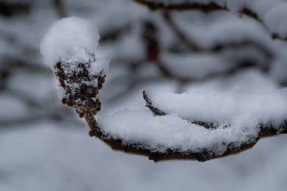 Snowy Staghorn Sumac
