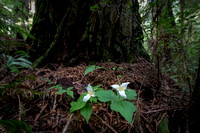 Trilliums in the Redwoods