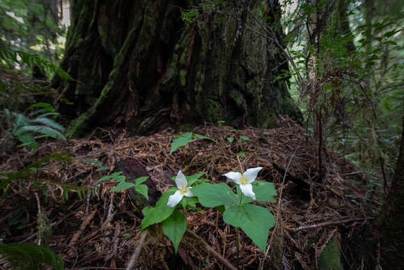 Trilliums in the Redwoods