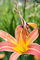 Day Lilies, one old & one new