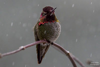 Anna's Hummer in the snow