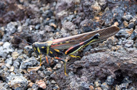 Galapagos Grasshopper