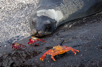 Seal and Sally Lightfoot Crabs
