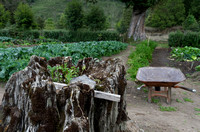 Hacienda Zuleta Garden