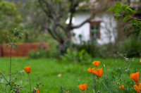 Poppies and Cottage