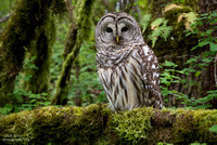 Champoeg Owl