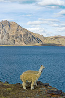 Alpacas at Lago Sibinacocha