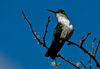 Machu Picchu Hummingbird