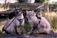 Sophie and Sasha - Travel Cats