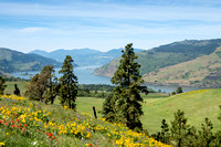 Columbia River Gorge Wildflowers