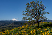 Balsamroot and Mount Hood