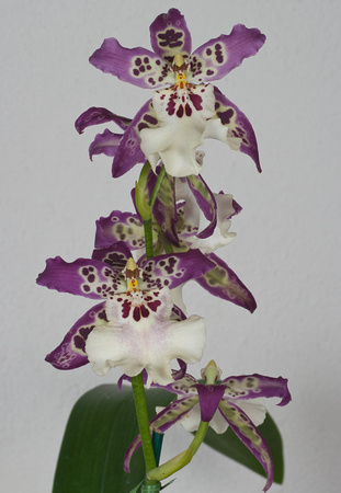 Orchid - Billra 'Morning Joy'