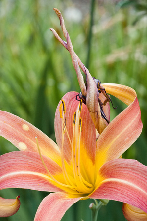 Day Lilies, one old & one new