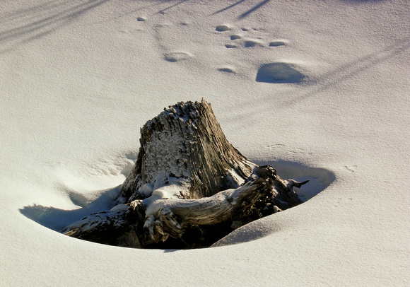 Trillium Lake Stump