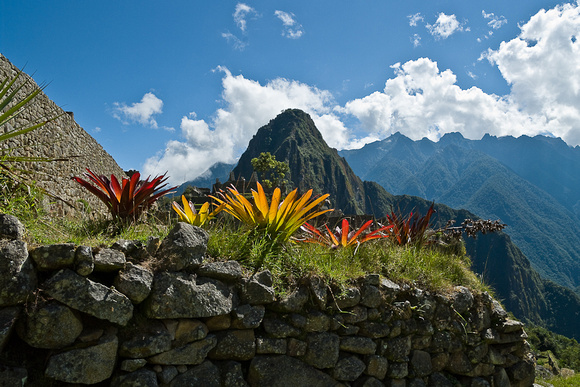 Huyana Picchu Flowers