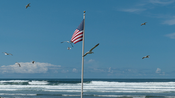 Gulls and Old Glory