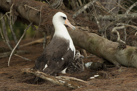 Leysan Albatross & Chick